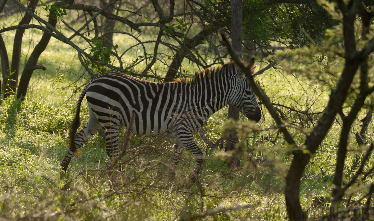 Equus quagga boehmi [400 mm, 1/250 sec at f / 8.0, ISO 400]